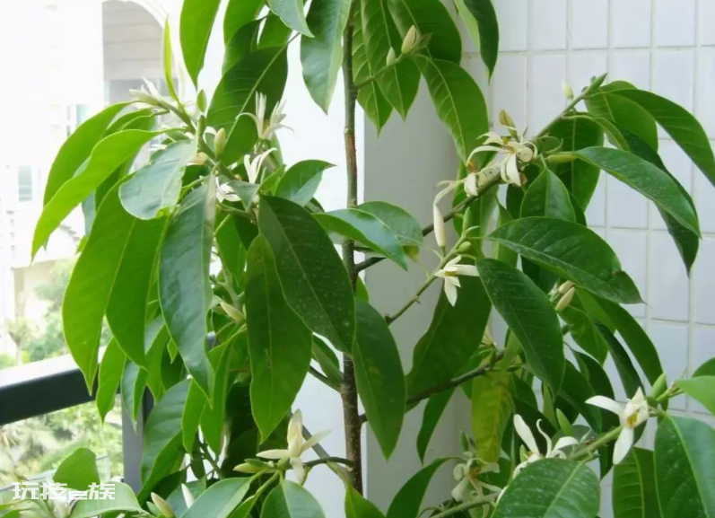 什么花最香持久还好养(室内养这8种花卉花香四溢)-图片8